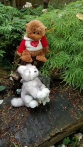 Read more about the article In the Rainforest At Last (episode 3)