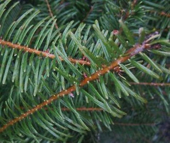 Underside of the flat needles of grandfir.