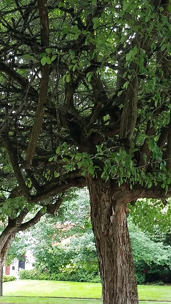 a green leaved plum tree with suckers and crossed branches all through it in the typical results of lousy pruning.