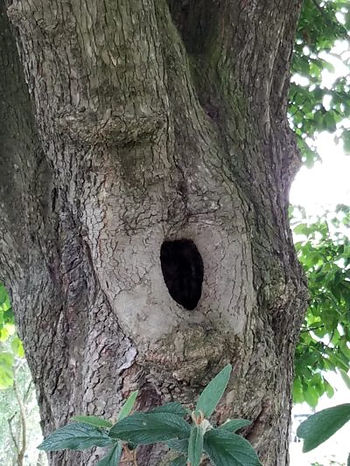 Hole in  an oak tree makes a safe home for a small animal, R. Richen