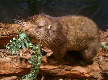 Small beaver-like animal eating fern, but also eats tree bark, a nuisance.