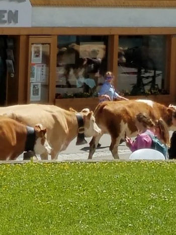 Tan cows with bells, follow herders up main street and into better summer pasture.