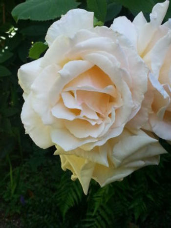 A white and pink rose in the garden. 