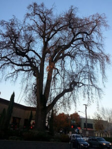 Read more about the article Tulip Tree in Winter