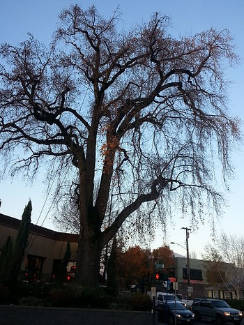 Read more about the article Tulip Tree in Winter