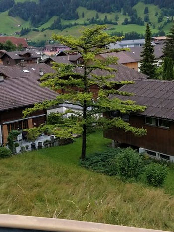 you can see a spruce tree and many town rooves. Beyond are the meadows and forestlands in the foothills of the alps.