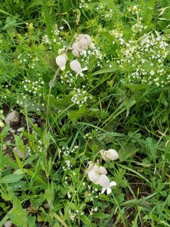 Sweet Woodruff has fairy-small flowers. Dutchman's breeches are white pantaloons.