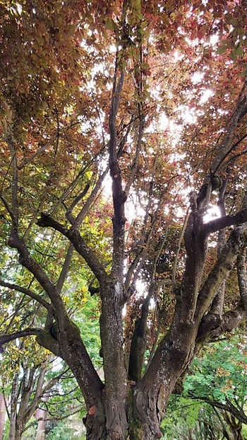 A purple-leaved  plum see from underneath so that the open branching lets the purple leaves shine a nice peach color.